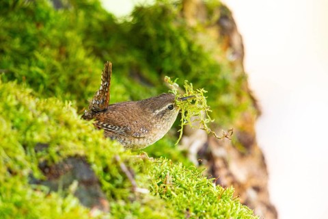 Wren (troglodytes troglodytes) building a nest Germany