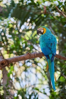 Yellow-breasted Macaw (Ara ararauna) Costa Rica