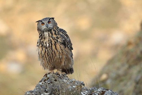 Eurasian Eagle-Owl (Bubo bubo), Baden-Wuerttemberg, Germany