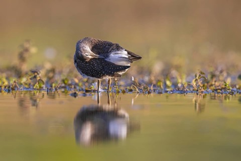 Green Sandpiper (Tringa ochropus) preening, North Rhine-Westphalia, Germany
