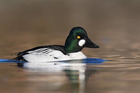 Common Goldeneye (Bucephala clangula) male, British Columbia, Canada