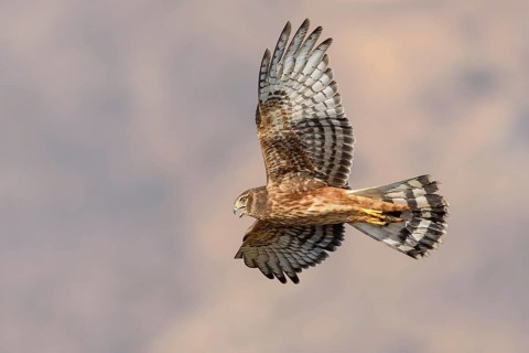 Cinereous Harrier (Circus cinereus) juvenile calling in flight, Santiago Metropolitan, Chile
