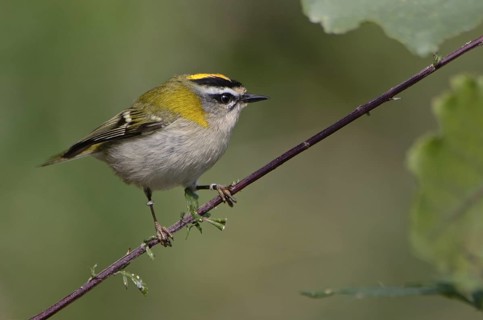 Common Firecrest (Regulus ignicapilla)