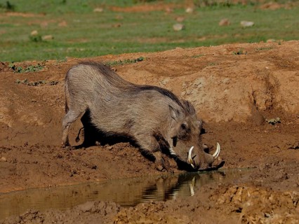 Warthog (Phacochoerus africanus)