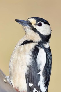 Great spotted woodpecker (Dendrocopos major), male, animal portrait, close-up, Wilnsdorf, North