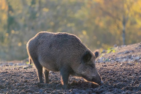 A wild boar (Sus scrofa) searches for food in a clearing backlit by the sun. An autumnal forest can