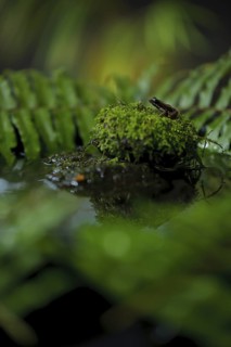 Lovely poison frog (Phyllobates lugubris)