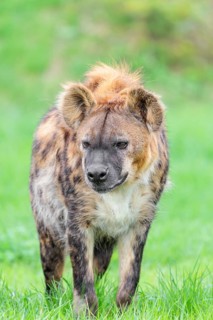 An adult male spotted hyena (Crocuta crocuta) running across a green meadow. Frontal portrait