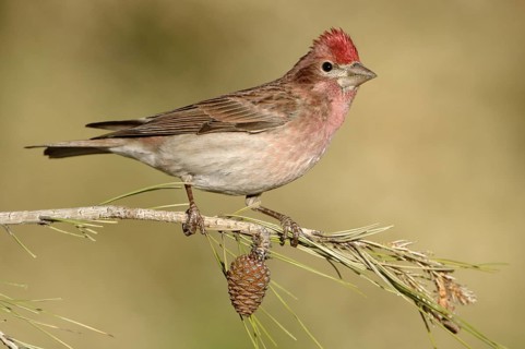 Cassin's Finch (Haemorhous cassinii) male, Texas, USA