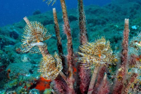 Screw table (Sabella spallanzanii)