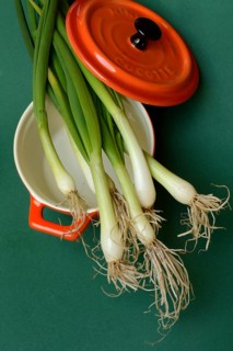 Spring onions in pots, onion
