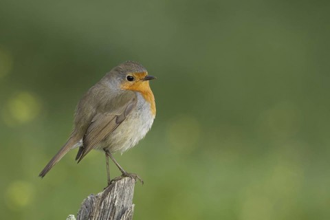 European Robin (Erithacus rubecula), Portugal