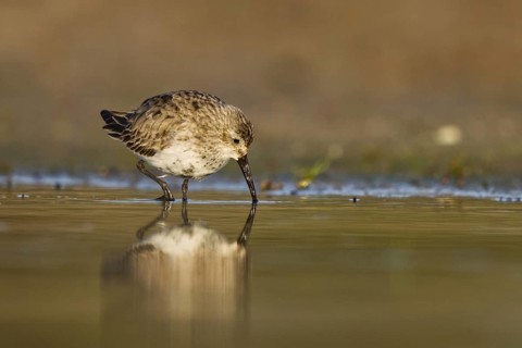 Dunlin (Calidris alpina) foraging, North Rhine-Westphalia, Germany