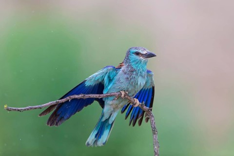 Roller, Almond Crow, (Coracias garrulus), animals, birds, raptors, raptor family, perch, biotope,