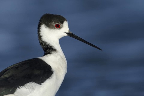 Black-winged Stilt (Himantopus himantopus), Camargue, France