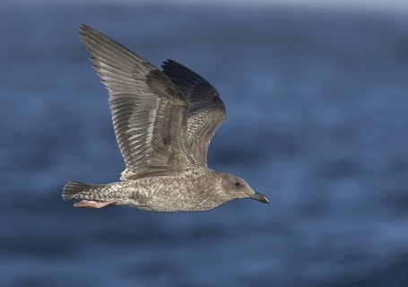 Western Gull (Larus occidentalis) flying, California, USA