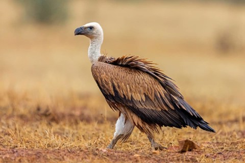 Griffon vulture, (Gyps fulvus), animals, birds, vultures, alworld vulture, hawk family, Sierra de