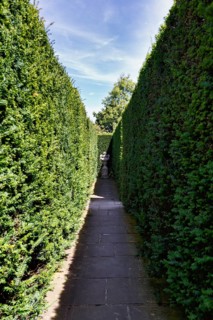 Narrow footpath between two hedges, yew (Taxus baccata), topiary, topiary, Sissinghurst Castle and