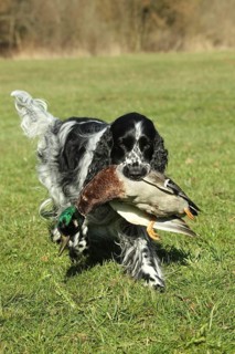 Hunting dog, English Springer Spaniel, female, black and white, retrieves mallard drakes (Anas