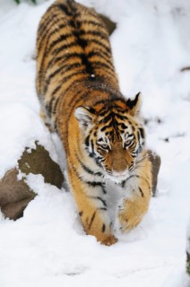 A tiger cub moves cautiously through the snow, full of determination, Siberian tiger (Panthera
