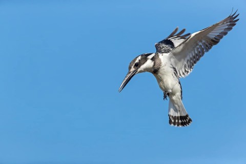 Grey kingfisher, (Ceryle rudis), Alcyon pie, family of kingfishers, animals, birds, flight photo,