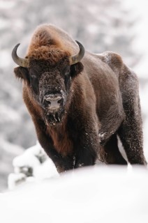 A proud male bison stands in the snow, surrounded by winter landscape, bison (Bos bonasus),