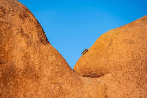 Rock hyrax (Procavia capensis) walks down on a big boulder, Pontok-Berge, Spitzkoppe, Große