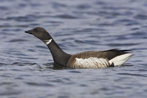 Brant Goose (Branta bernicla), British Columbia, Canada