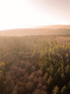 Forest landscape at sunset with warm light over the trees, Gechingen, district of Calw, Black