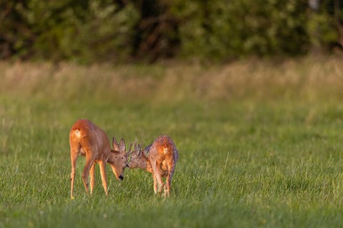 Obviously both roebucks (Capreolus capreolus) enjoy the physical contact, summer, summer coat,
