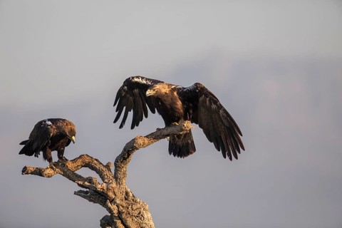 Iberian Eagle (Aquila adalberti), Spanish imperial eagle, Extremadura, Castilla La Mancha, Spain