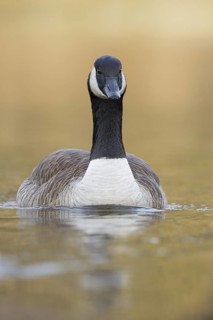 Canada Goose (Branta canadensis), Bavaria, Germany