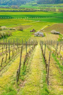 View over vineyard into the Unstrut valley in spring, near Laucha (Unstrut), Burgenlandkreis,