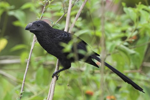 Groove-billed Ani (Crotophaga sulcirostris), Costa Rica