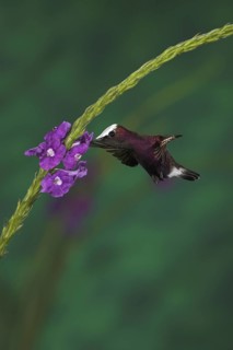 Snowcap (Microchera albocoronata), Costa Rica