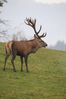 Red deer (Cervus elaphus) in a mountain meadow during the rut, Allgäu, Bavaria, Germany