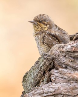 Eurasian Wryneck (Jynx torquilla) at nest cavity, Saxony-Anhalt, Germany