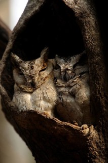 Collared Scops Owl (Otus lettia) juvenile, Rajasthan, India