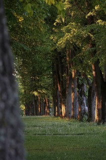 Beautiful avenue in the morning light, May, Germany