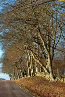 Beech trees along road in Ållskog nature reserve in winter, Ystad Municipality, Skåne County,