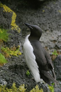 Thick-billed Murre (Uria lomvia), Alaska, USA