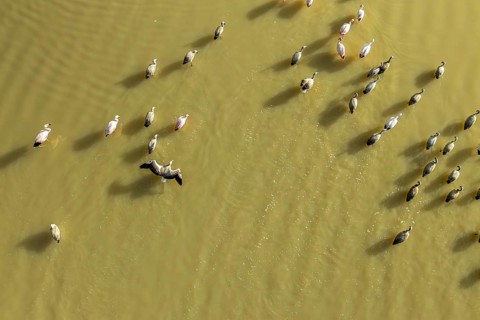 Aerial view of graceful flamingos wading in the serene waters of Laguna Grande, Catamarca,