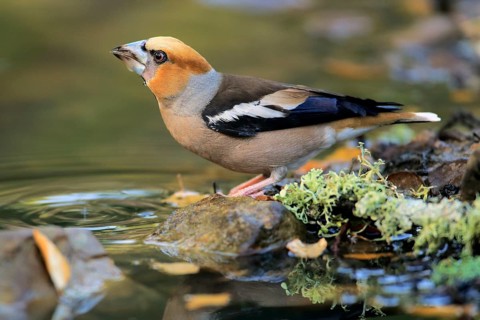 Hawfinch (Coccothraustes coccothraustes) male drinking at a waterhole, Andalusia, Spain