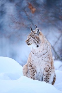 Eurasian lynx (Lynx lynx) sitting in the snow, Wildpark Aurach, Kitzbühl, Tirol, Austria