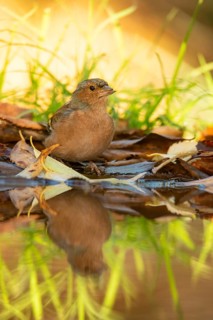 A chaffinch stands gracefully by the water, surrounded by fallen autumn leaves and vibrant green