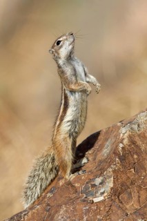 Barbary Ground Squirrel (Atlantoxerus getulus) vigilant standing on a rock, Fuerteventura, Spain