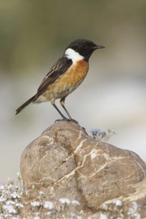 European Stonechat (Saxicola rubicola) male, St. Gallen, Switzerland