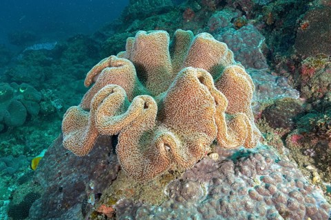 Mushroom leather coral (Sarcophyton glaucum)