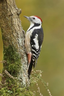 Middle Spotted Woodpecker (Dendrocoptes medius), Rhineland-Palatinate, Germany