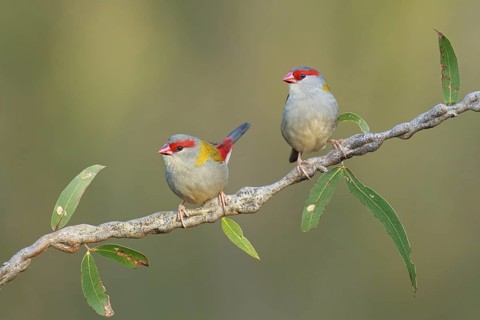 Red-browed Finch (Neochmia temporalis), Victoria, Australia